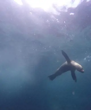 Tauchplatz "Los Islotes"